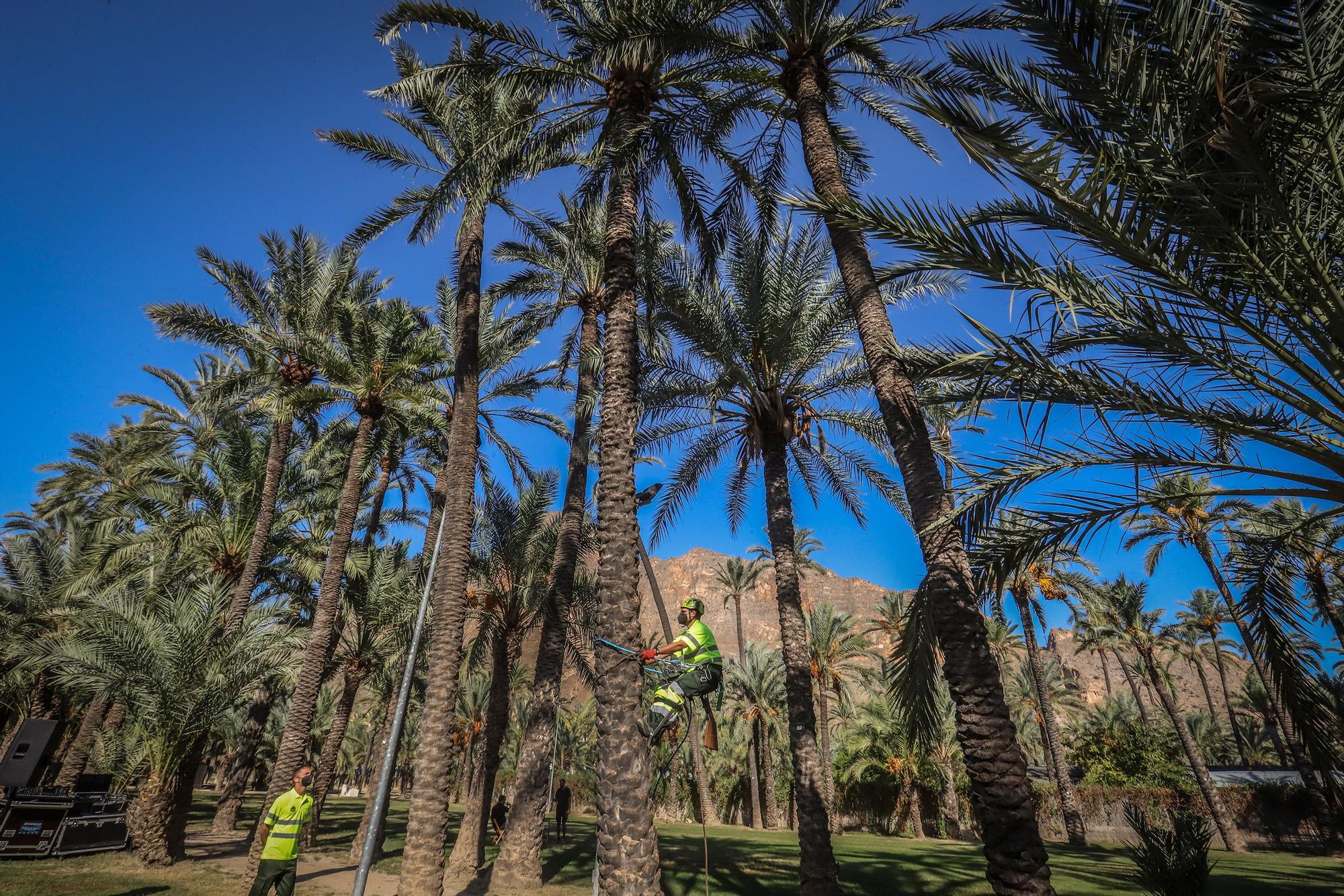 Presente y futuro del Palmeral de Orihuela