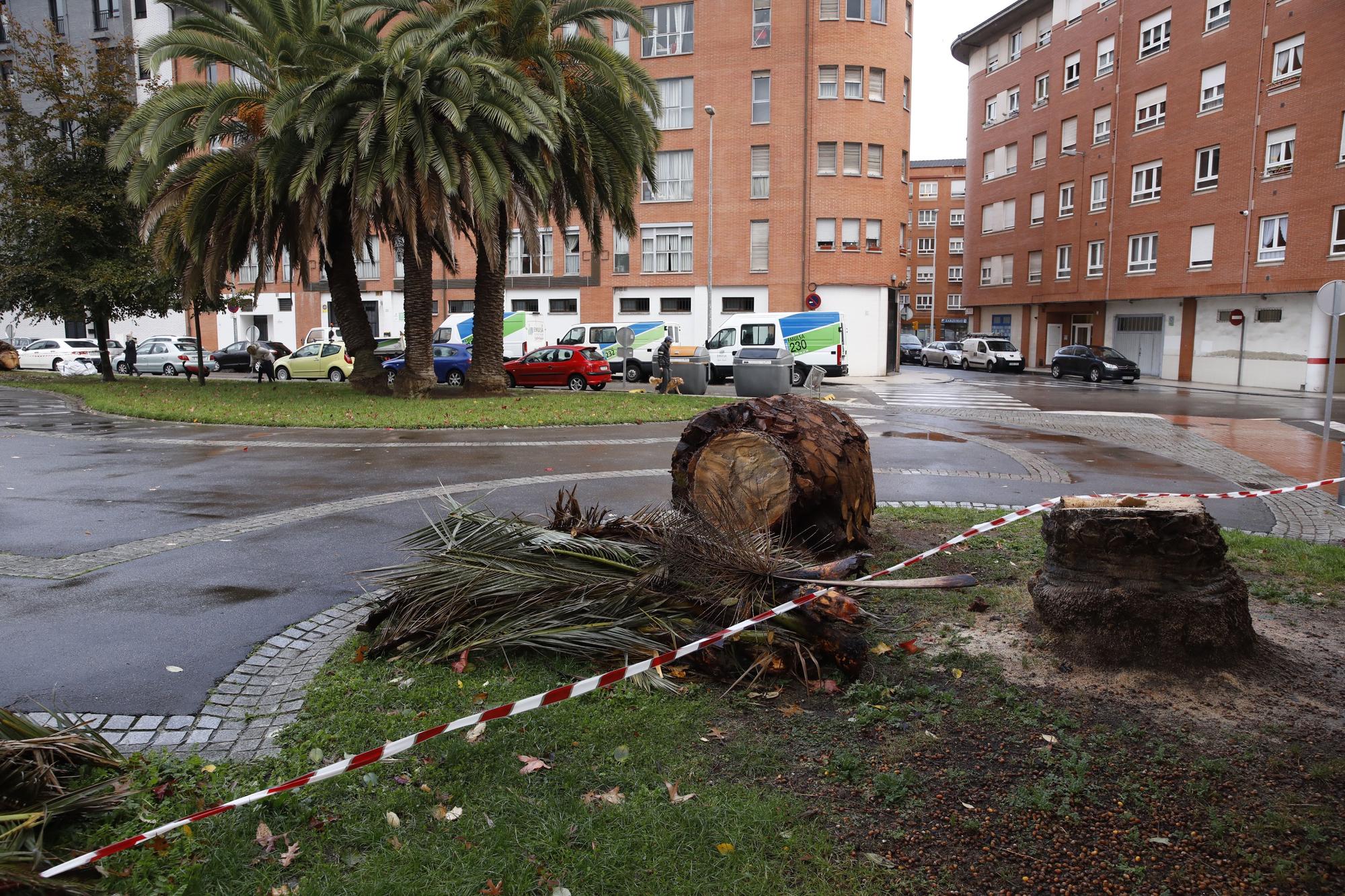 El parque de Las Palmeras se queda sin los árboles que le dan nombre por una plaga