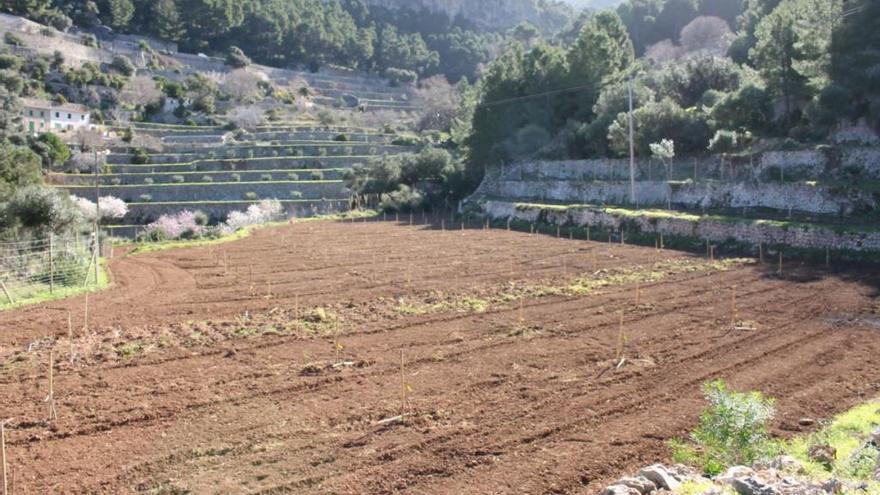 Landgut Planícia im Dienste von Mallorcas traditionellen Kirschbaum-Arten