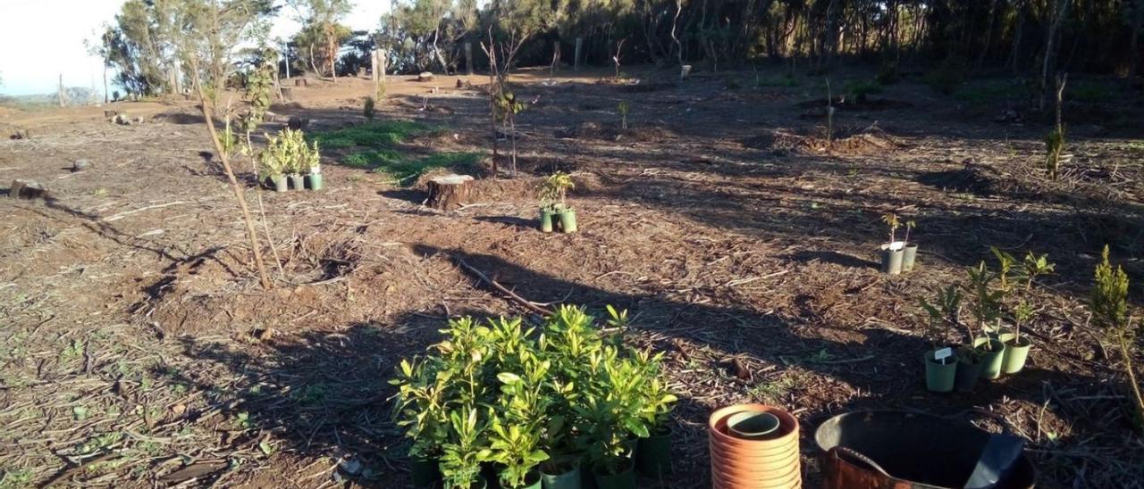 Una reforestación en la Mesa Mota.