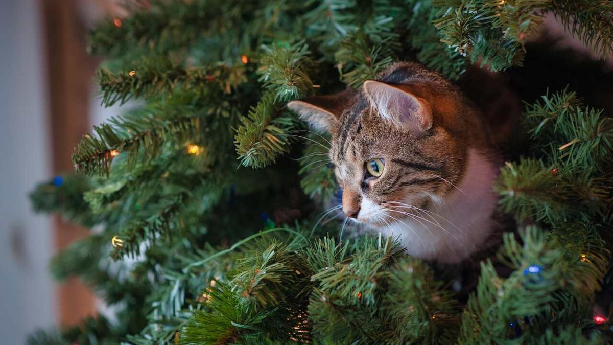 Gato en un árbol de navidad