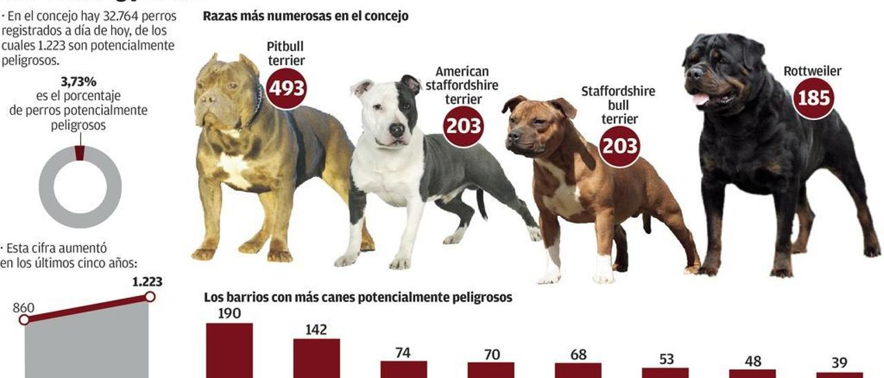 El concejo tiene censados 1.223 perros peligrosos, más que vecinos en Castiello