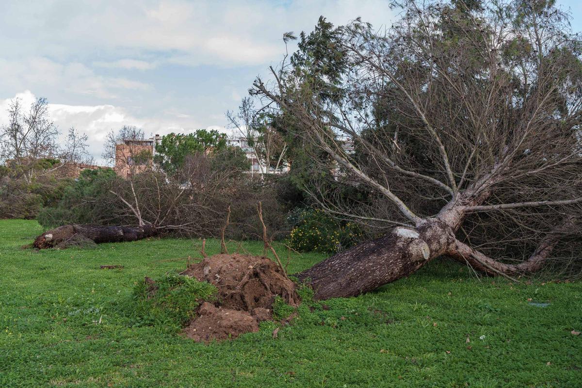 Efectos del temporal Leonardo a su paso por Mérida