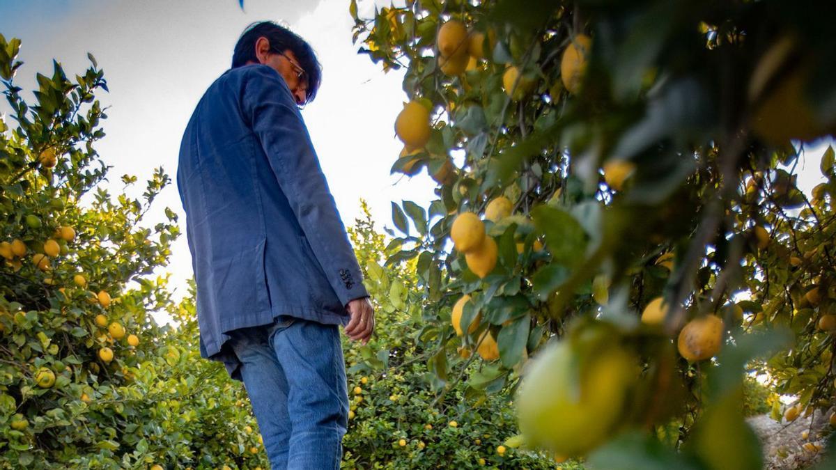 Limones sin recoger por los raquíticos precios que se ofrecen. | Tony Sevilla