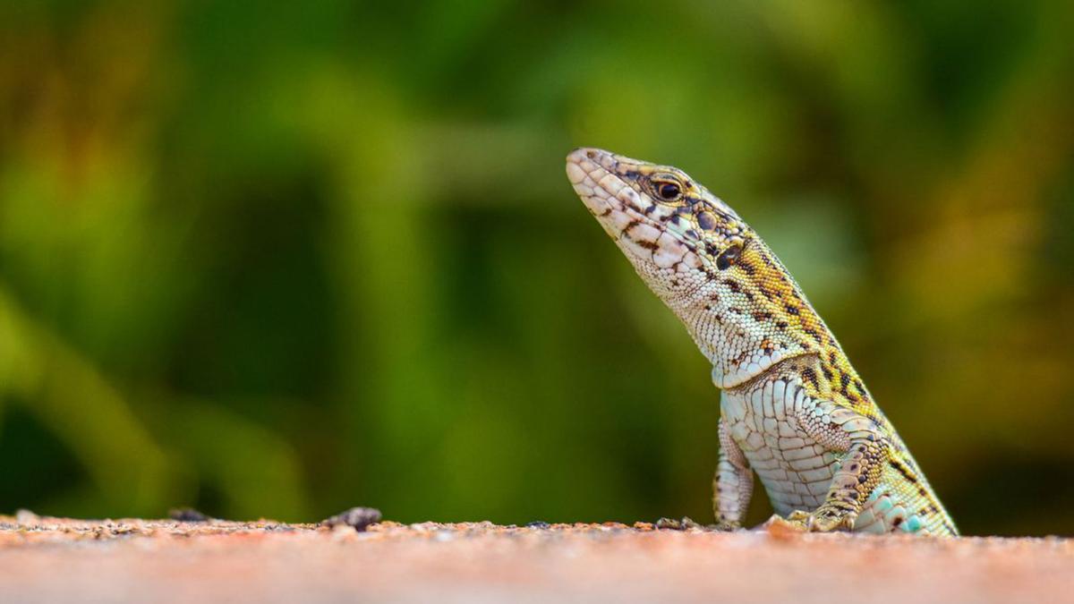 Un SOS por las lagartijas ibicencas en imágenes