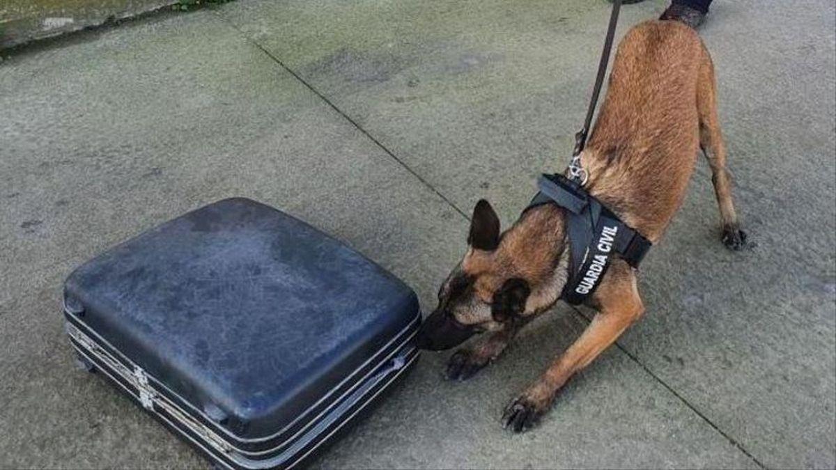 Un perro detector de drogas pasivo