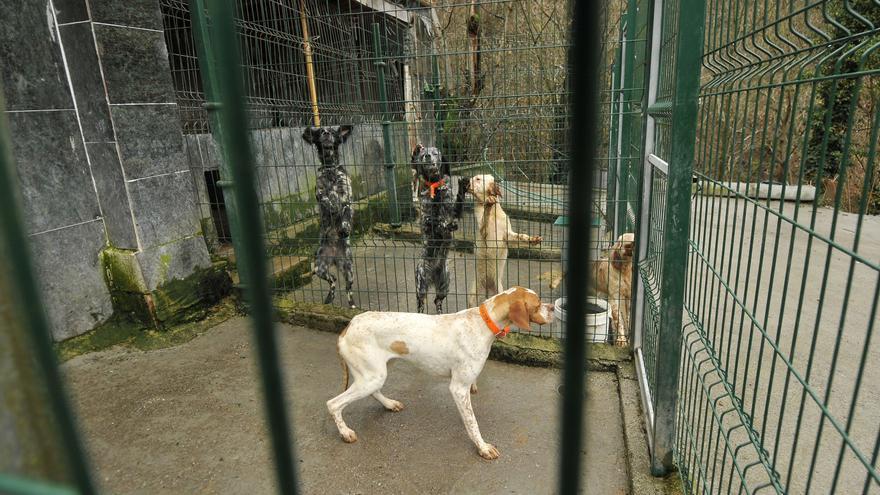 Cierra el albergue de animales de Aller tras la renuncia de sus gestores