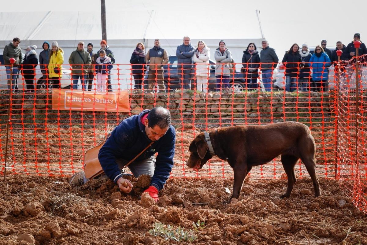 Un momento del concurso de caza de trufa en Manchones