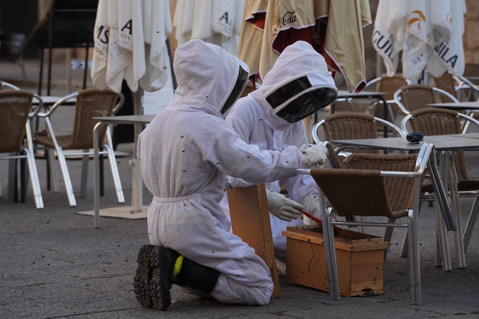 Los Bomberos de Zamora retiran un enjambre de abejas en la Plaza Mayor