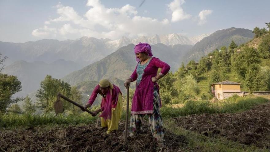 Explotados por el té en la India