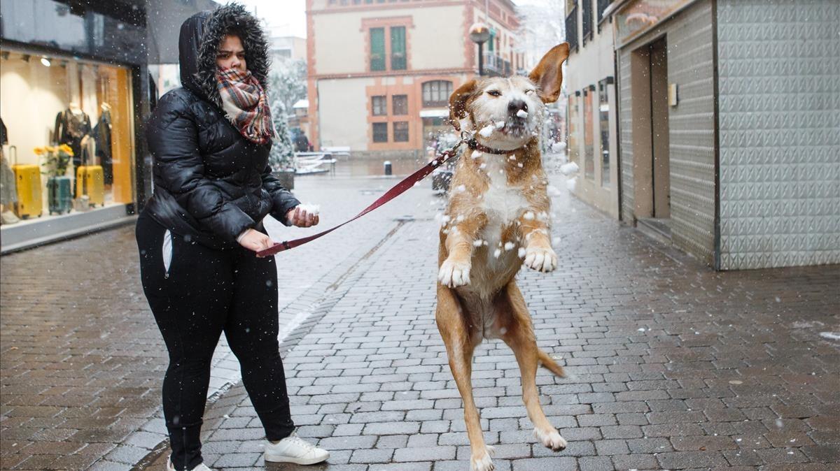 Un gos juga amb els flocs de neu al centre de Cardedeu.