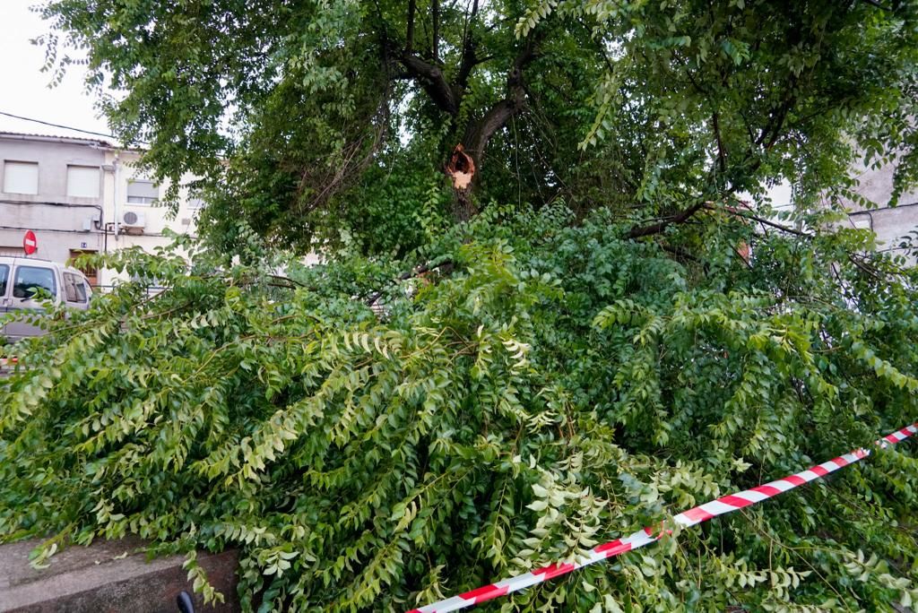 Árbol caído en Aldea Moret a causa de la lluvia y el viento