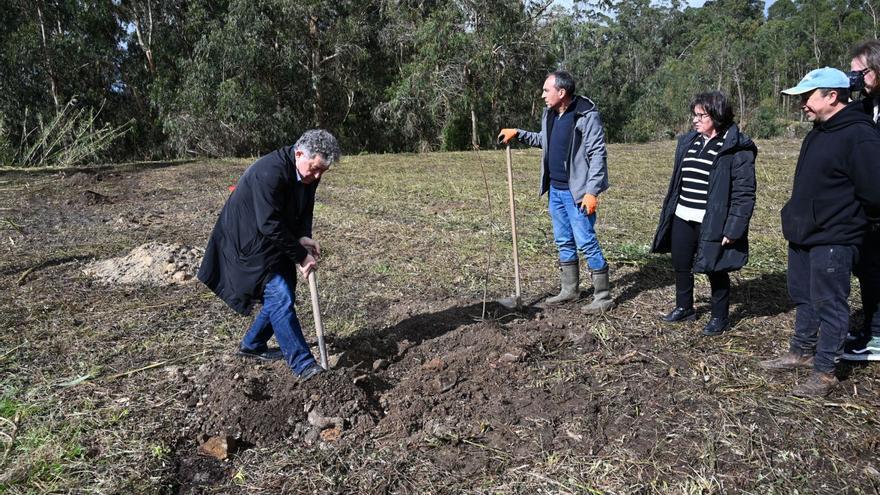 El alcalde colaborando en la plantación en montes de Tomeza.   | // RAFA VÁZQUEZ