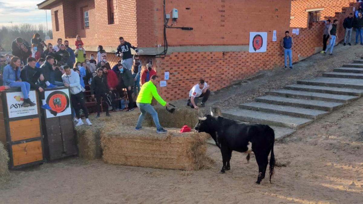 Toro de San Antón, en Castrogonzalo. / E. P.