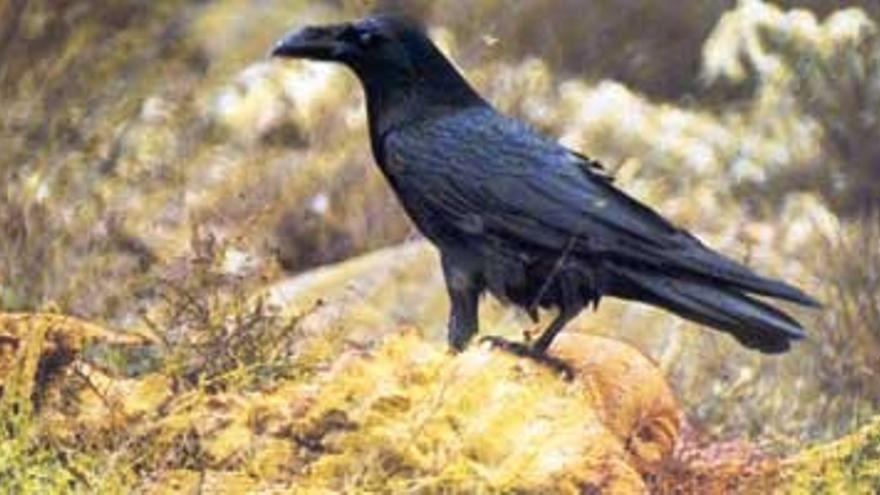 La protección del cuervo común en España. ¿Se puede cazar al gran pájaro negro? ( II )