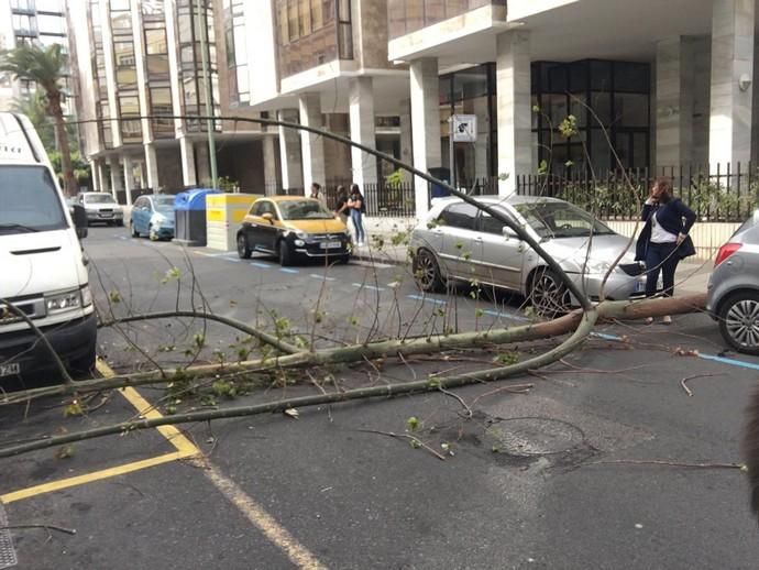 Un árbol cae en mitad de la calzada de la calle Cayetano de Lugo