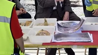 El primer dromedario hallado en la ciudad de Murcia sale a la luz en el yacimiento de San Esteban