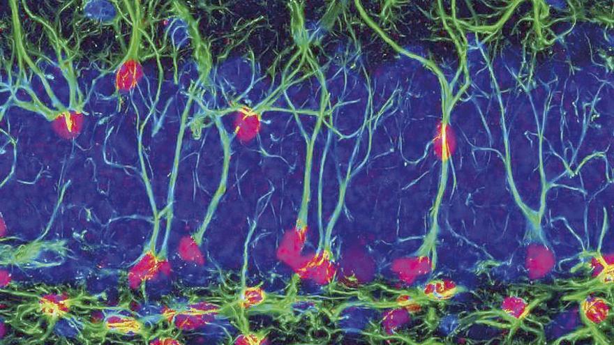 Células madre neuronales en el hipocampo de un ratón. // CSIC