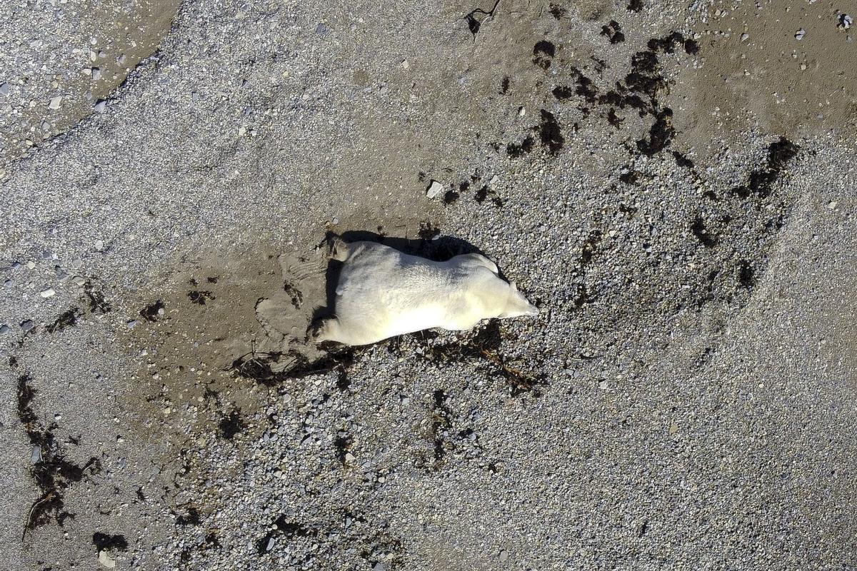 Así viven los osos polares en Hudson Bay, cerca de Churchill (Canadá).