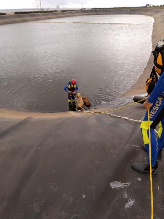 Los bomberos rescatan a varios perros que cayeron a un estanque de Vecindario