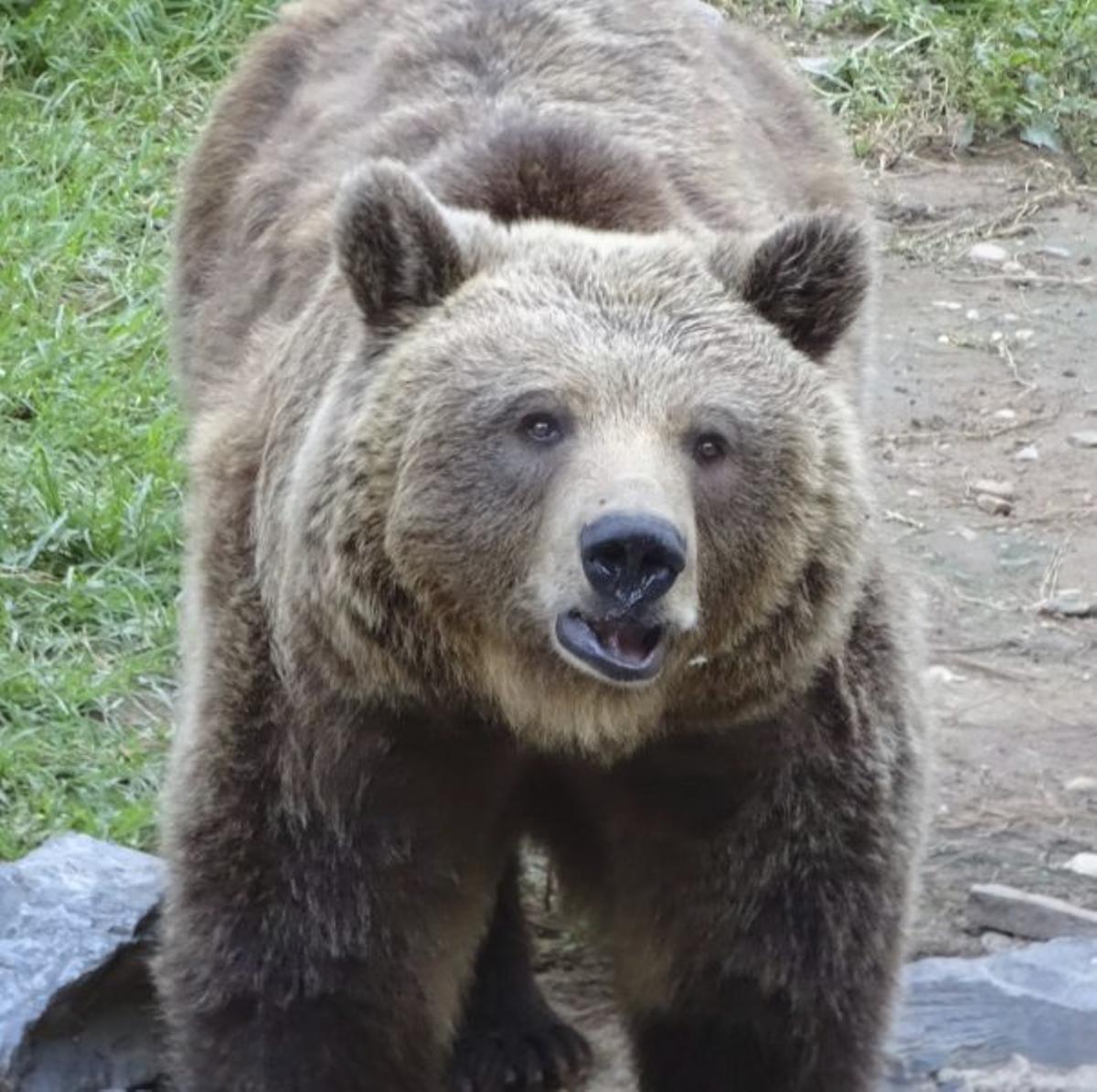Ejemplar de oso pardo. | J. AUMENTE