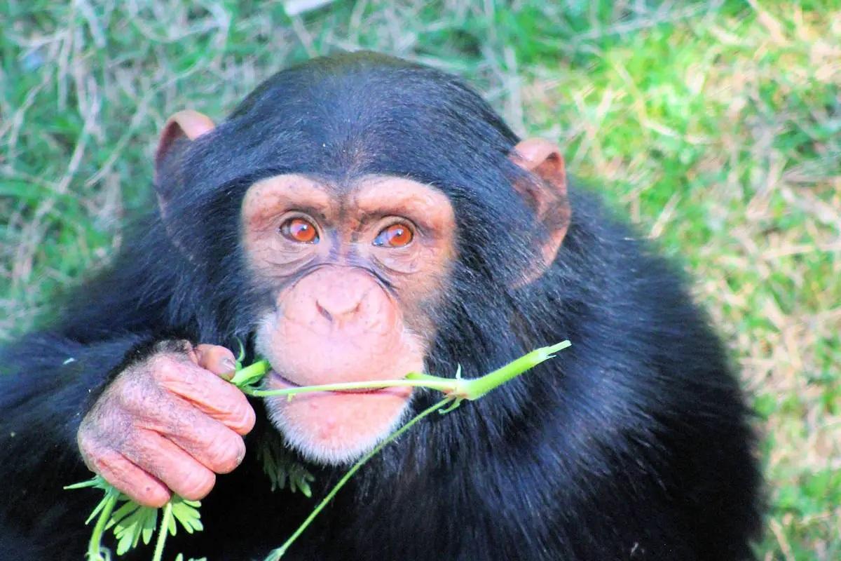Los chimpancés se automedican, comprueba la ciencia