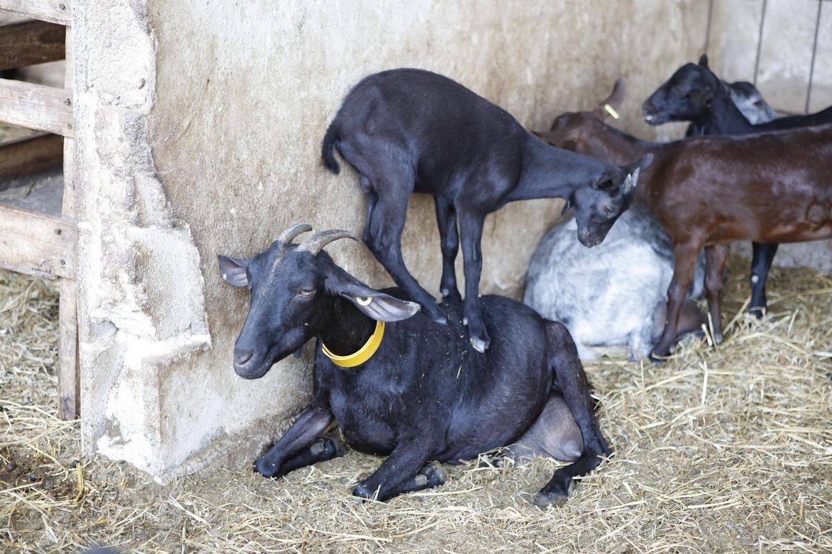 Auch Ziegen kuscheln gern. FOTO: Nele Bendgens