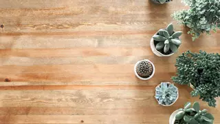 Las 5 plantas de interior que necesitan poca luz