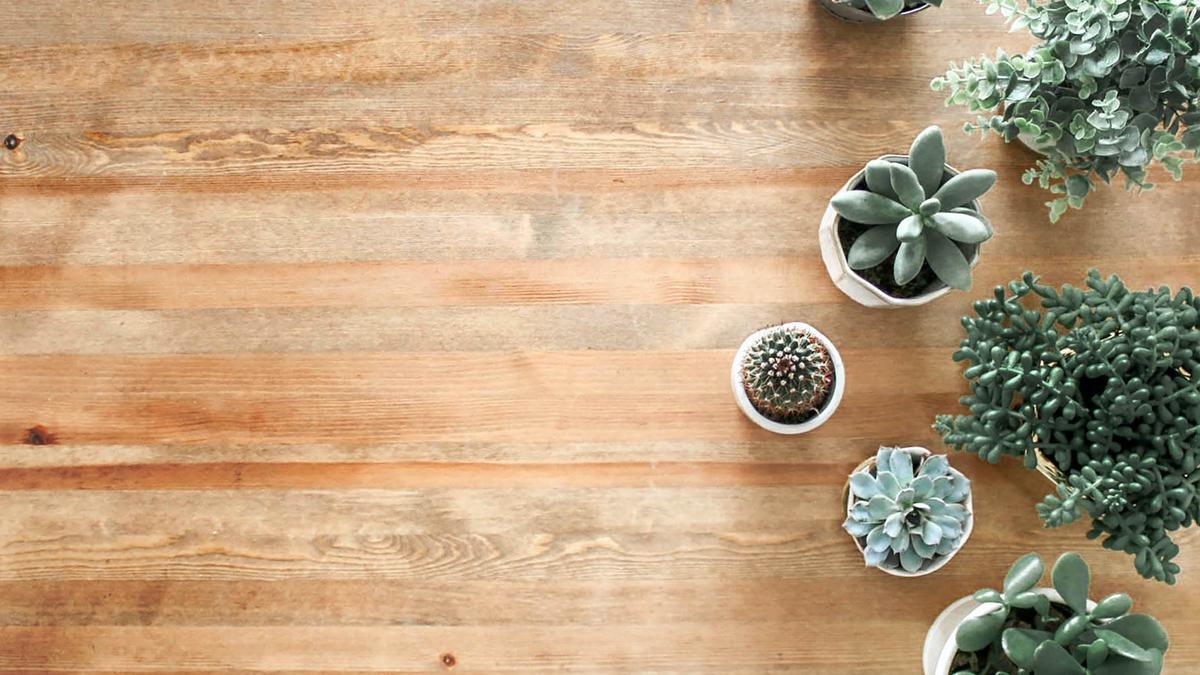 PLANTAS DE INTERIOR | Las 5 plantas para tu hogar que necesitan poca luz