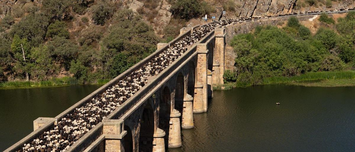 Las ovejas cruzan el Puente Quintos camino de Fontanillas de Castro.