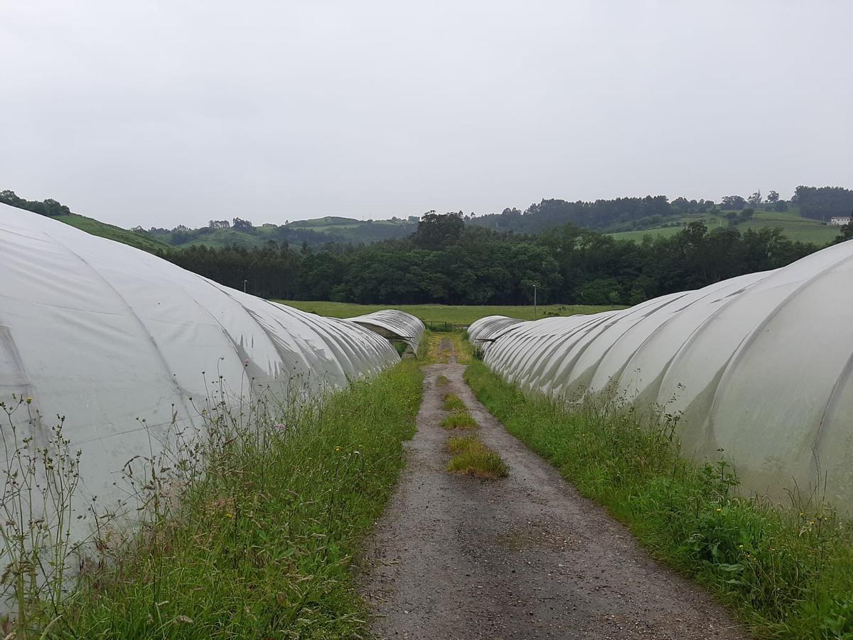 Invernaderos en la localidad de Villabona