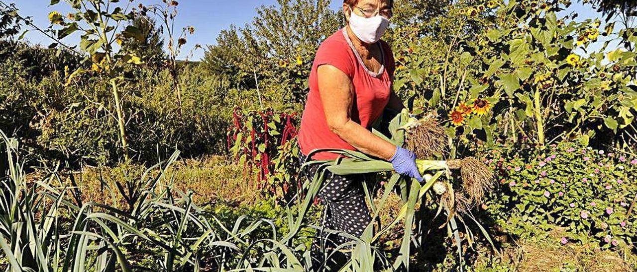 Una mujer recoge los productos en su huerta.