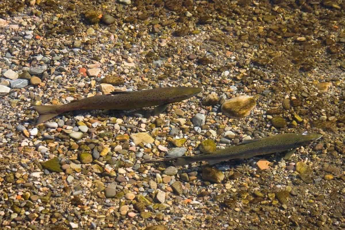 Salmones en un río asturiano