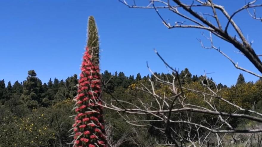Red tajinastes in bloom on the summit of Gran Canaria