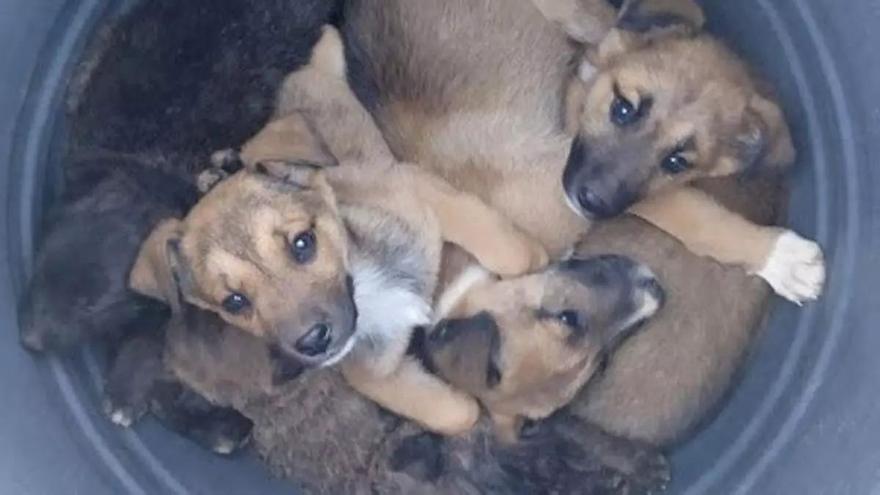 Investigado por abandonar 7 cachorros de perro en un bidón