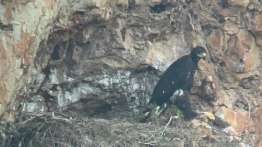 El águila real vuelve a criar en la sierra de Enguera más de un lustro después