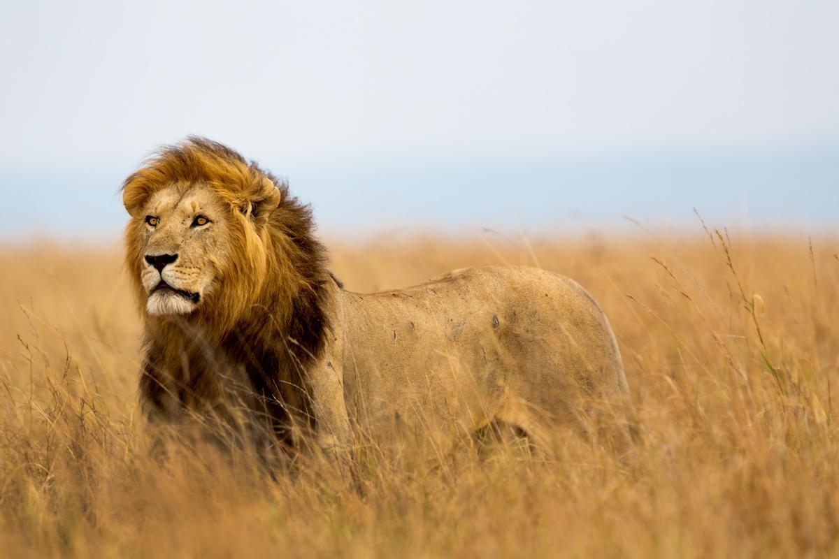 León en Masai Mara