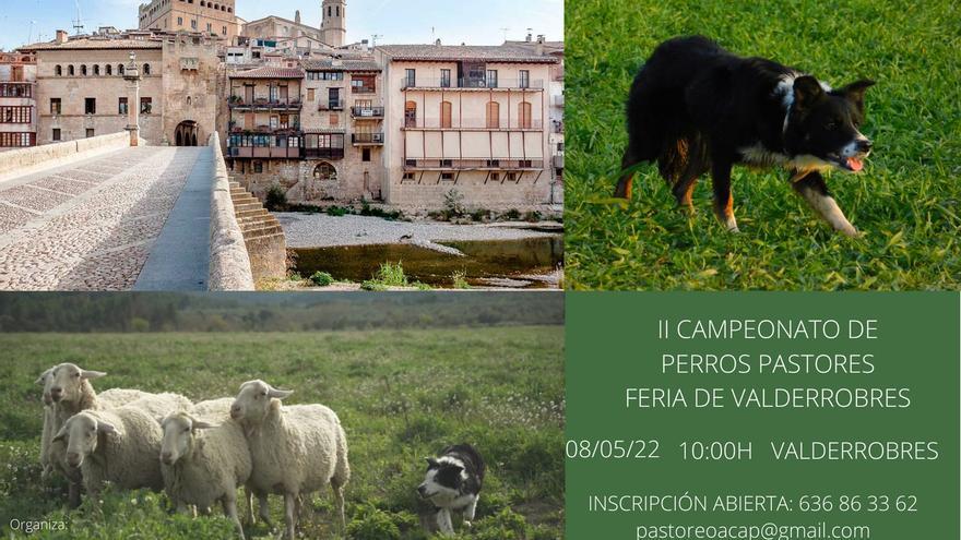 II Campeonato de perros pastores - Feria de Valderrobres