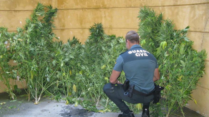 Hallan 14 plantas de marihuana cultivadas en Sanxenxo