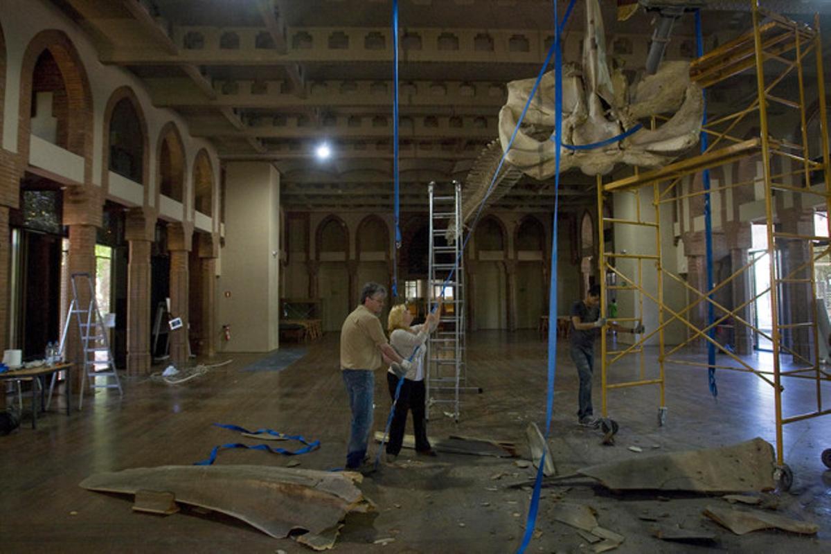 Dos tècnics del Museu de Ciències Naturals examinen avui l’esquelet de la balena, ja sense la mandíbula, que s’ha trencat mentre la desmuntaven per restaurar-la. Dos tècnics del Museu de Ciències Naturals examinen avui l’esquelet de la balena, ja sense la mandíbula, que s’ha trencat mentre la desmuntaven per restaurar-la.