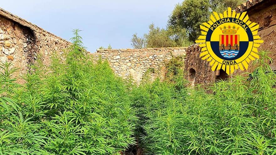 Espectacular imagen de la plantación de cannabis descubierta.