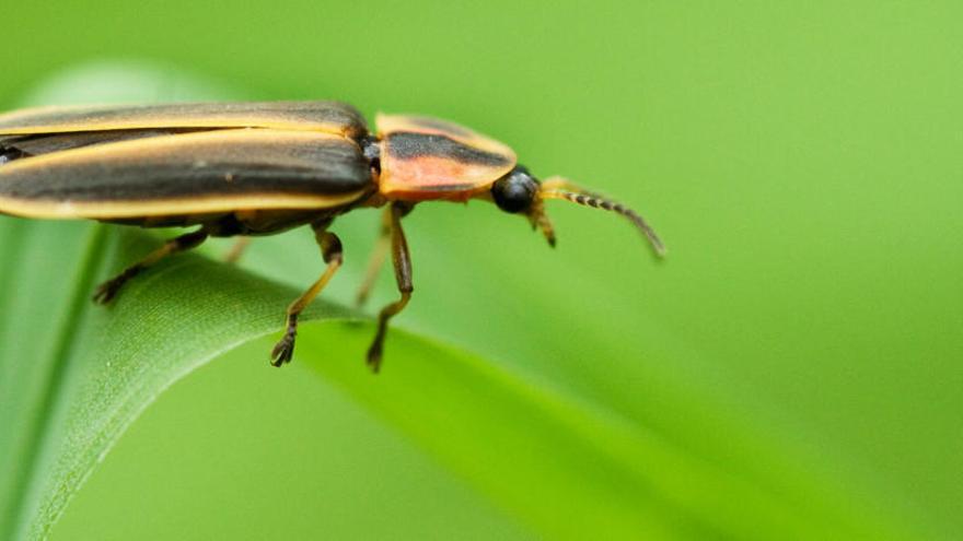 Ejemplar de la luciérnaga. Photuris lucicrescens.