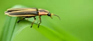 Un mundo sin insectos: Un peligro de primer orden para la Tierra