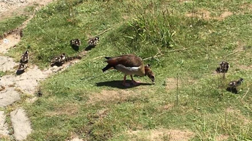 La prole de los gansos del Nilo de Pontevedra: ocho crías