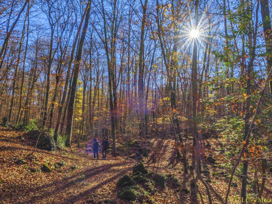 Natura. La fageda d’en Jordà, una de les 28 reserves naturals del parc natural, creix sobre la colada del volcà del Croscat, que s’estén pels municipis de Santa Pau, Olot i les Preses.