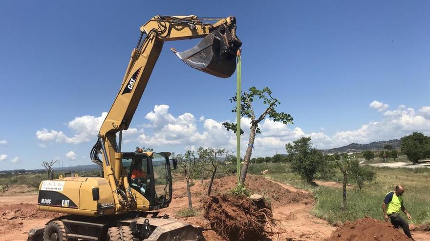 Operaris treballant aquest dimecres en el trasllat dels arbres a un nou emplaçament