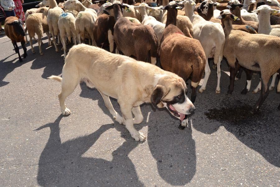 Las ovejas "toman" Puebla de Sanabria