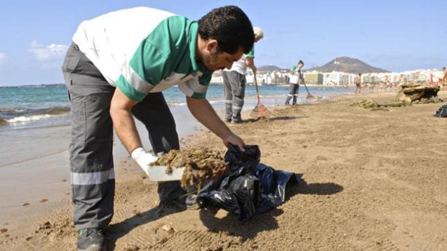 Un operario recoge aguavivas en Las Canteras. i ANDRÉS CRUZ