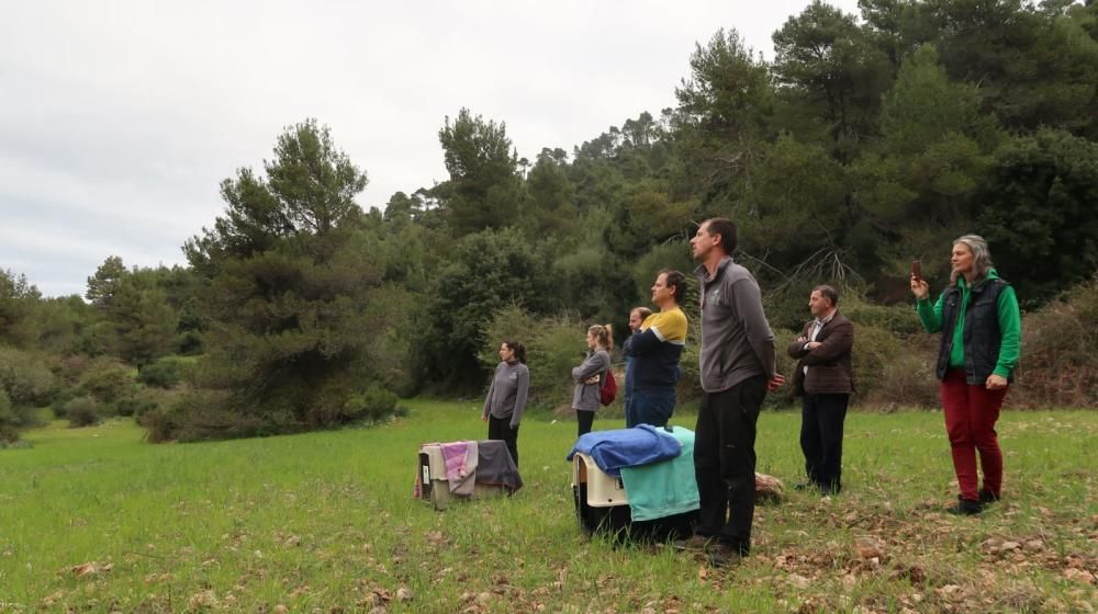 Liberan dos buitres en la finca de Binifaldó