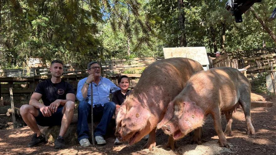 Anxo Calviño da clases de manejo de porco celta al educador canino Octavio Villazala